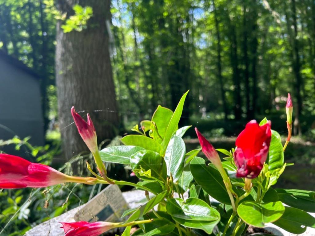 Gites Du Bois Des Perruches Saint-Vincent-des-Bois Esterno foto