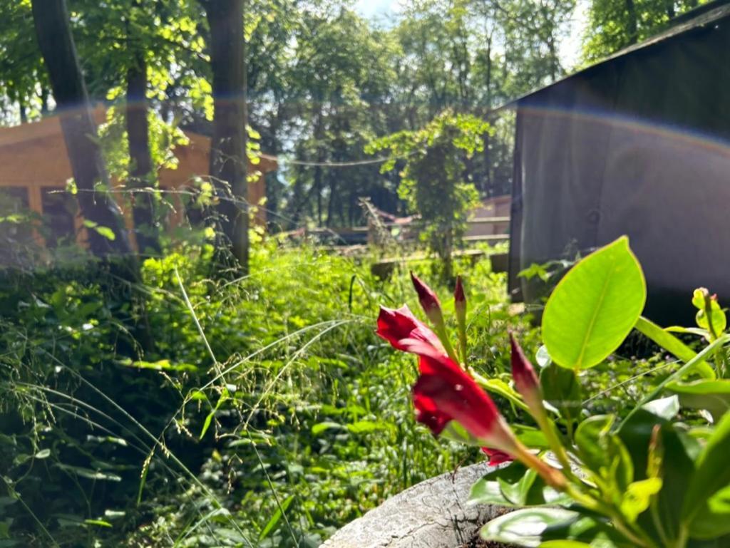 Gites Du Bois Des Perruches Saint-Vincent-des-Bois Esterno foto